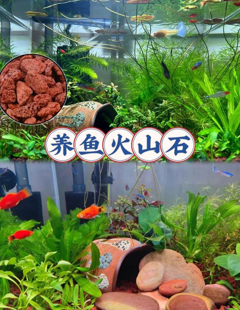 罗汉鱼缸底材选择：珊瑚沙还是火山石？