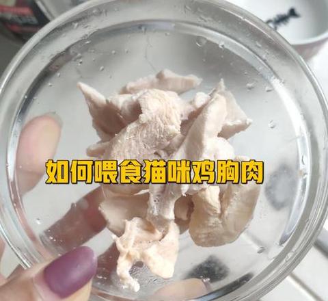 猫饮食攻略：鸡胸肉的正确喂法及营养益处