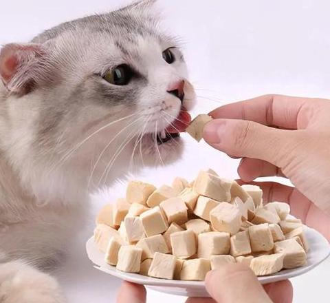 给猫吃生肉好还是熟肉好
