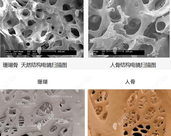 火山石与珊瑚骨：鱼缸滤材对比解析