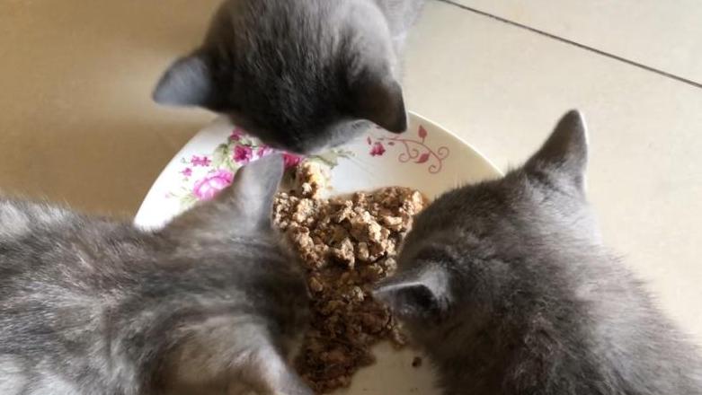 自制猫咪零食：饼干