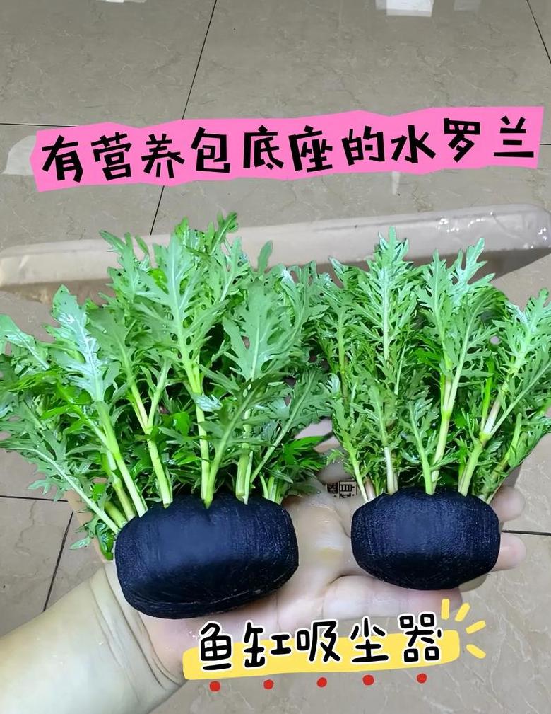 鱼缸水质净化植物推荐：6种水生植物全方位解析