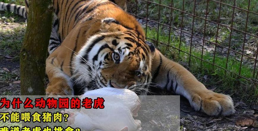 十二生肖中不吃猪肉的生肖盘点