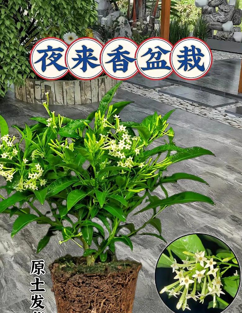 夜来香种植与养护要点全解析