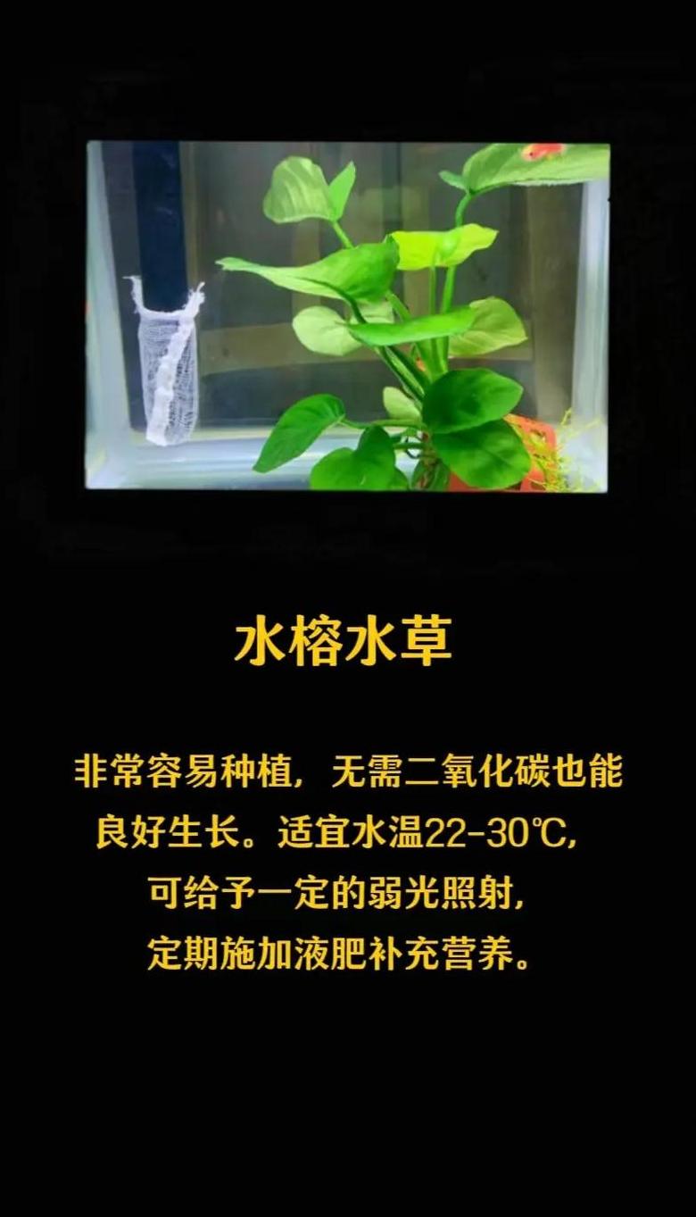 揭秘增氧水草：阳性水草种类及增氧效果
