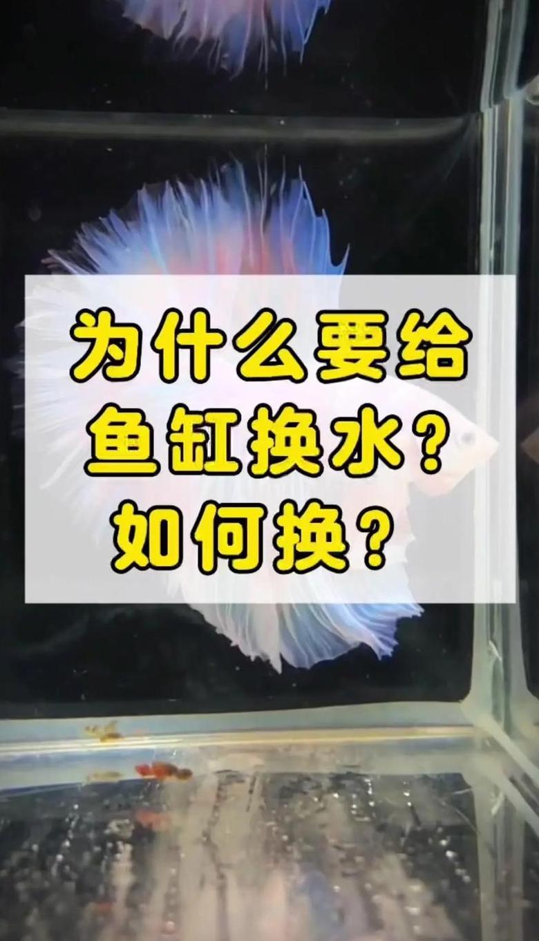鱼缸水质稳定剂：换水使用指南及效果解析