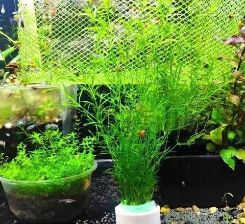 鱼缸水草选择指南：净化水质与生态维护